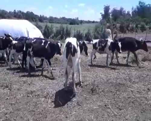 Lote 75 Terneros HOLANDO 120kg -  en RAFAEL PERAZA