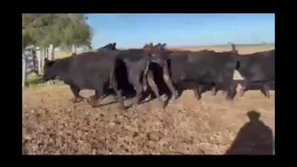 Lote 35 Vacas de invernar en Entre Ríos, Urdinarrain