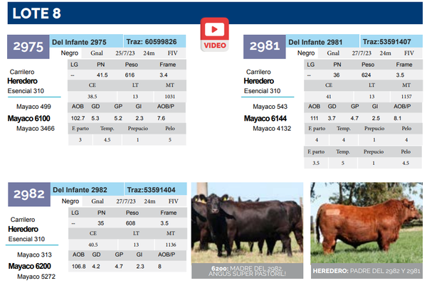 Lote Lote 8