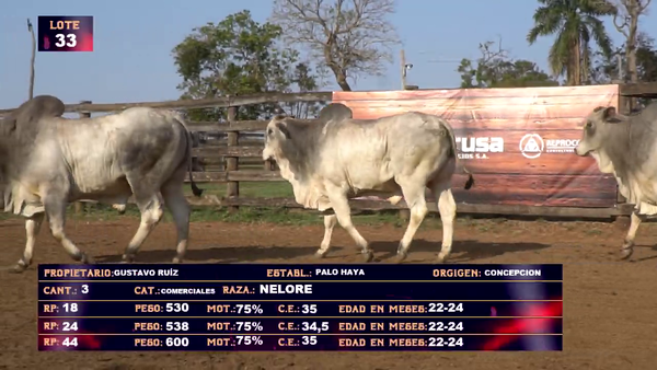 Lote GUSTAVO RUIZ - LOTE 33