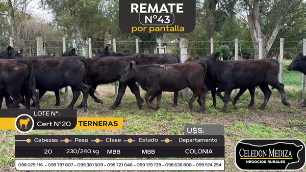 Lote 20 Terneras en Estanzuela, Colonia