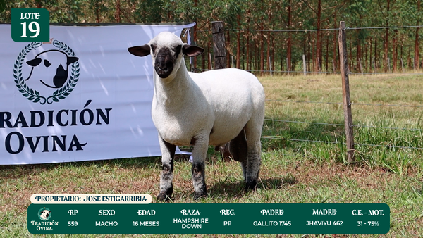 Lote LOTE 19