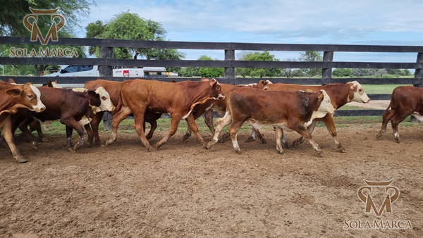 Lote Terneros Cbo 2