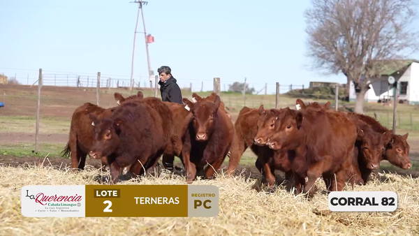 Lote TERNERAS PC