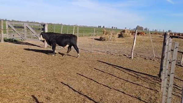 Lote 10 Novillitos Brangus negro, Brangus colorado y Braford en Sunchales, Santa Fe