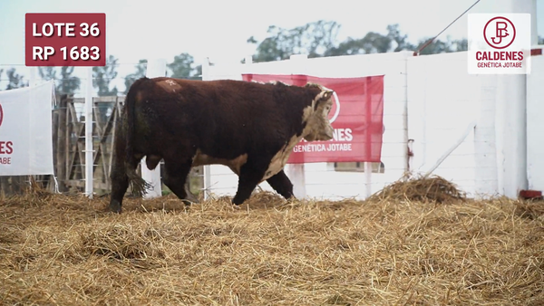 Lote Toro PR