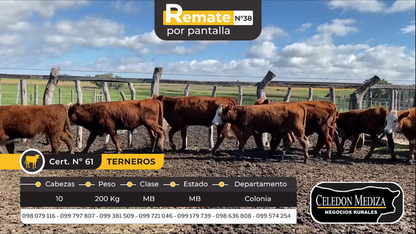 Lote 10 Terneros en La Horqueta, Colonia