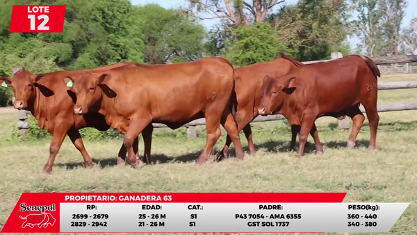 Lote LOTE 12