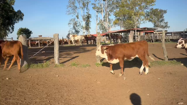 Lote 128 Terneros/as