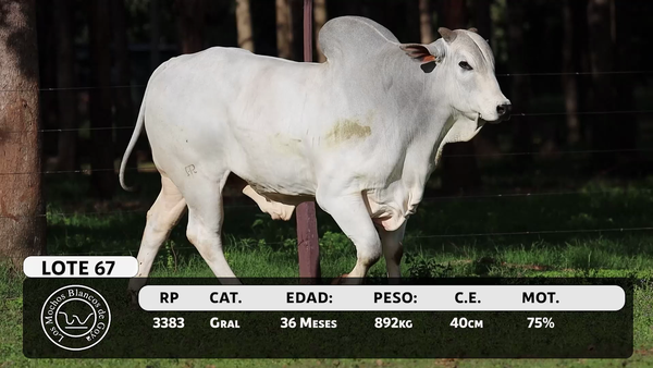 Lote LOTE 67