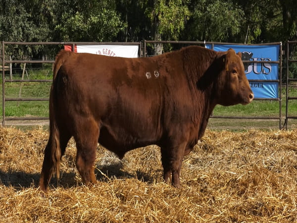Lote TOROS ANGUS PP