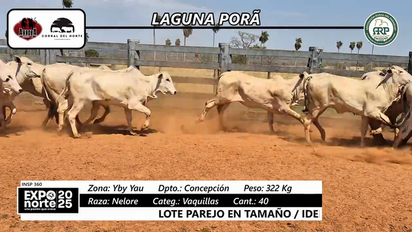 Lote Vaquillas