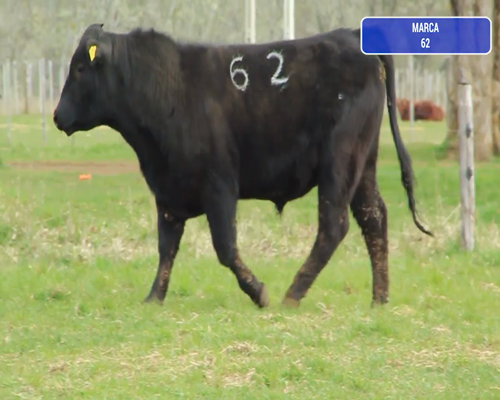 Lote 1 Toro en Coyhaique, XI Región Aysén