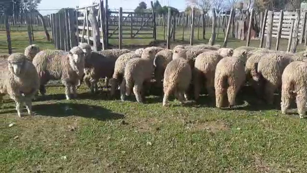 Lote 24 Corderos 45kg - , San José