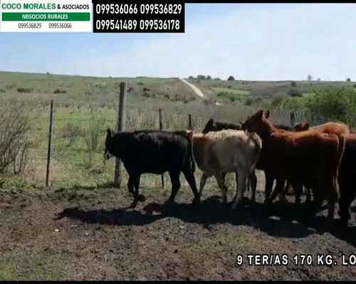 Lote 9 Terneras en Cerro de las Armas, Colonia