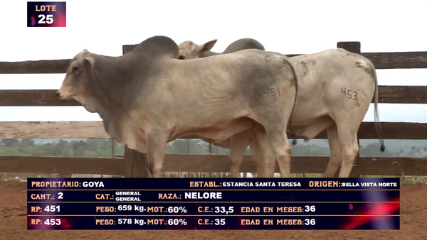 Lote GOYA SA - LOTE 25