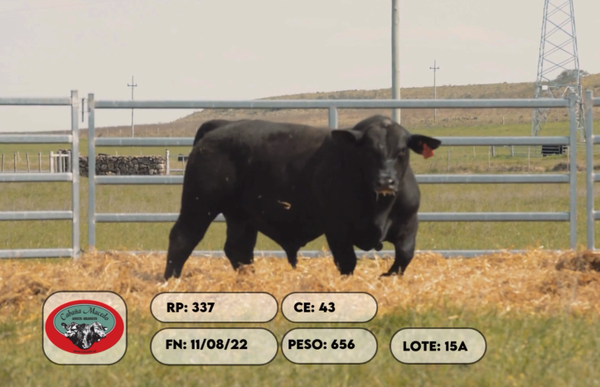 Lote 2 Toros, Artigas