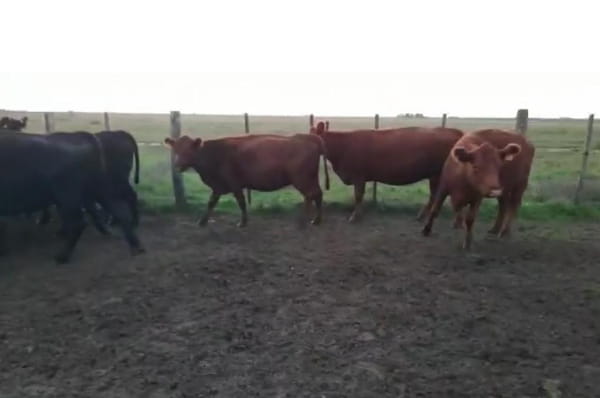 Lote 36 Vacas Vacias de 360/380 Kgs en Cronel Pringles