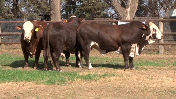 Lote TOROS BRAFORD CABAÑA LOS ALGARROBOS