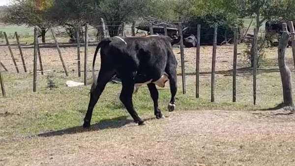 Lote (Vendido)Novillos 300kg -  en COLONIA ESTRELLA