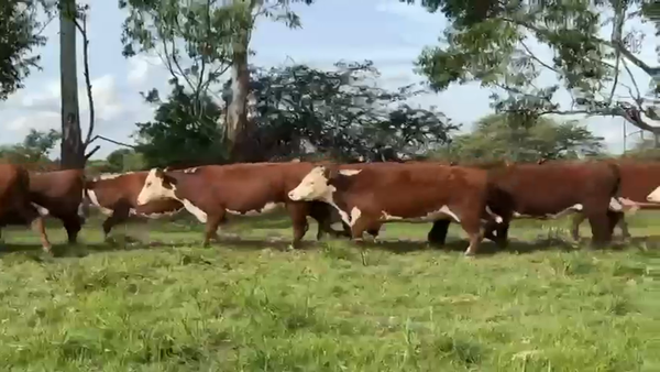 Lote 33 Vacas nuevas C/ gtia de preñez en Corrientes, Curuzu Cuatia