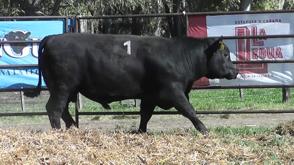 Lote ANGUS PURO CONTROLADO