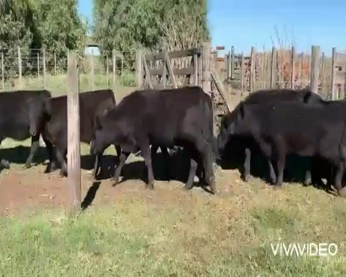 Lote 130 Terneros en De la Garma, Buenos Aires