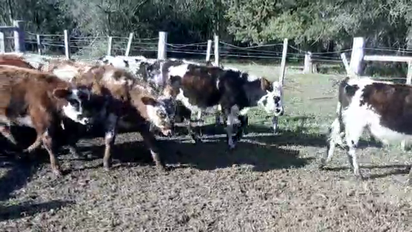 Lote 26 Terneros NORMANDO 150kg - , San José