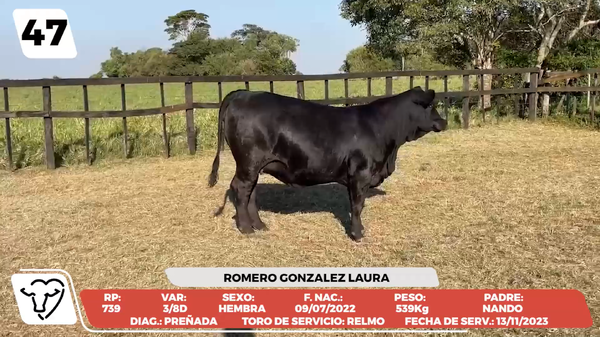 Lote LOTE 47