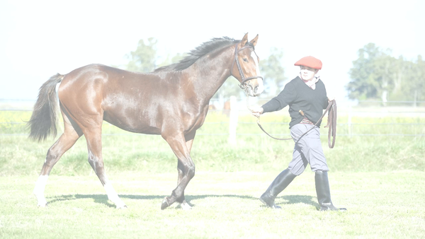 Lote KISS ME NIK  (NICODEMUS -  BELL HART INC)