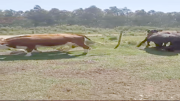 Lote VAQUILLONAS FALLADAS