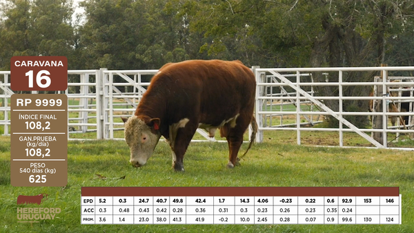 Lote Caravana 16 "JULIO E BONOMI E HIJOS"