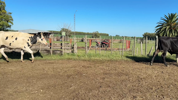 Lote NOVILLOS 1 a 2 AÑOS