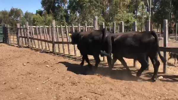 Lote 2 Toros Angus 500kg -  en Coronilla