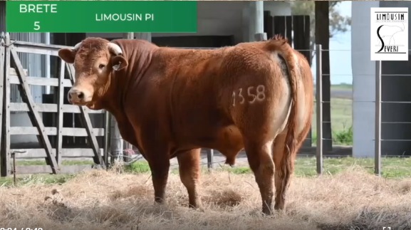 Lote Toros RP 1317 1358 1369