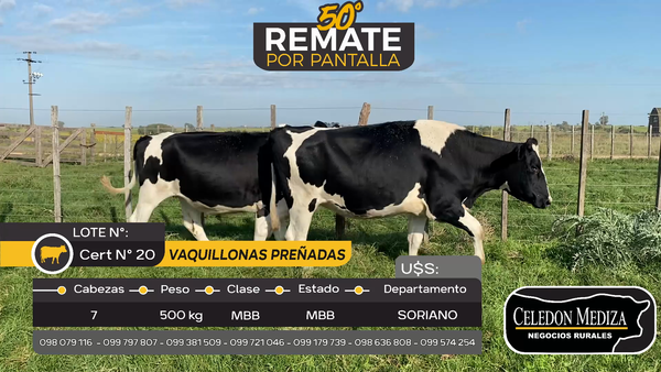 Lote 7 Vaquillonas preñadas en Soriano