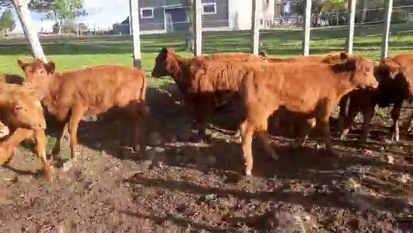 Lote 15 Terneras Angus