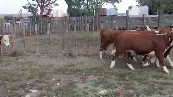 Lote 5 Terneras HEREFORD en OMBUES DE LAVALLE