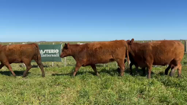 Lote Vaquillonas MAS de 24 meses de Willis
