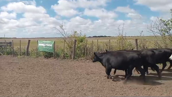 Lote 40 Terneros/as en Chascomús