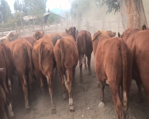 Lote 40 Novillo Engorda en Pelarco, VII  Región Maule