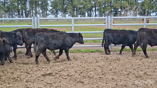 Lote 64 Novillitos