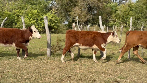 Lote 72 Terneros/as