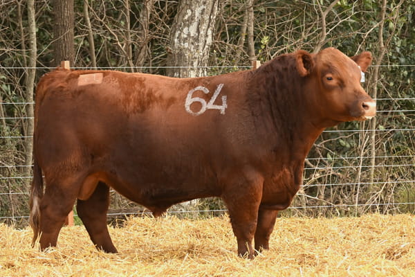 44107 — TOROS ANGUS PC