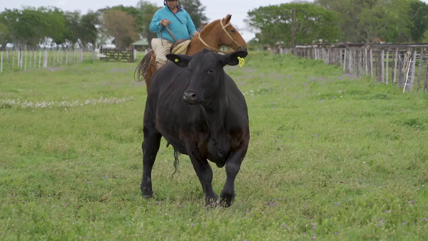 Lote VAQUILLA BRANGUS