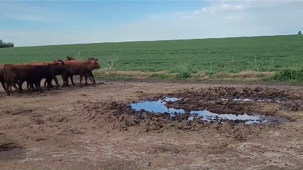 Lote (Vendido)11 Terneras ANGUS COLORADO 190kg -  en VIBORAS Y VACAS