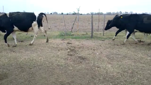 Lote Jorge Storero - Vaquillonas Preñadas