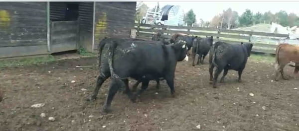 Lote 13 Vaquilla Gorda en Panguipulli, XIV Región Los Ríos