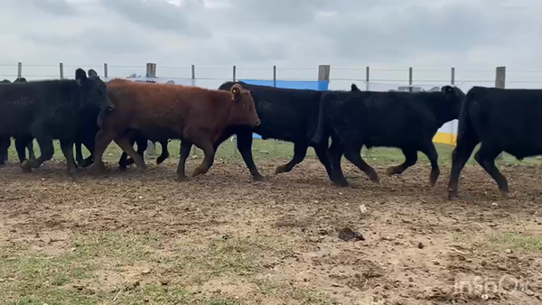 Lote 60 Terneros en Brandsen, Buenos Aires