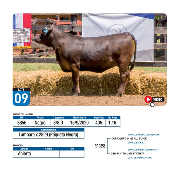 Lote Lambare x 2829 (Etiqueta Negra)